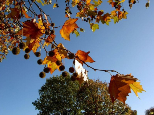 w parku miejskim nadal jesiennie po chwilowej zimie #jesień #park #Gdańsk #drzewa