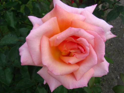 róża Monika