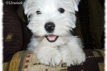 #westie