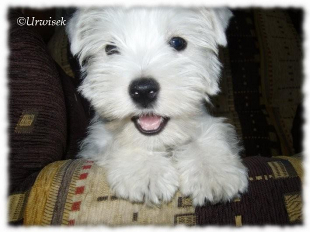 #westie