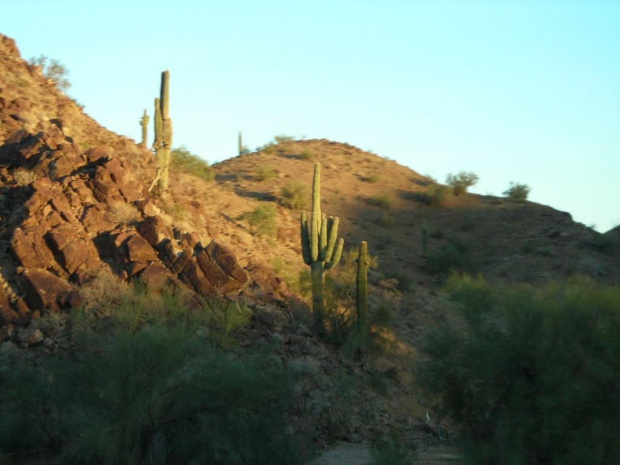 I-10 east, Arizona. Takie kaktusy rosną w jednym miejscu na świecie, w Arizonie. Są ich miliony i są na obszarze wielkości kilku ładnych województw, ale nie ma ich wcale w sąsiednich stanach.