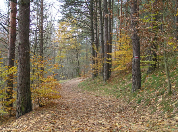 Szlak czerwony nad j. Dąbrowskim