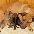 Psia rodzinka - Saba oraz szczeniaki: Kejti, Borys, Wera, Kiki i ? #SzczeniakiPieski