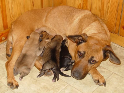 Psia rodzinka - Saba oraz szczeniaki: Kejti, Borys, Wera, Kiki i ? #SzczeniakiPieski