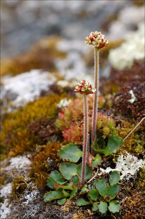 skalnica śnieżna Saxifraga nivalis