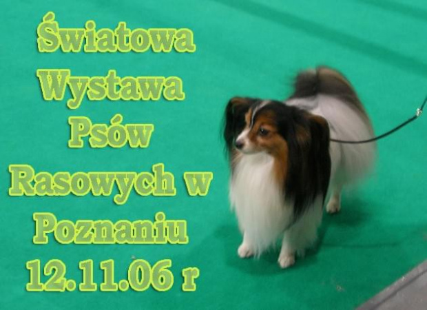 Światowa Wystawa Psów Rasowych w Poznaniu #psy #wystawa #poznań