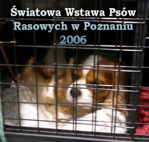 Światowa Wystawa Psów Rasowych w Poznaniu #psy #wystawa #poznań