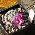 Mammillaria hernandezii