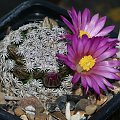 Mammillaria hernandezii