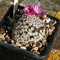 Mammillaria hernandezii