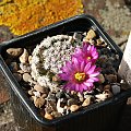 Mammillaria hernandezii