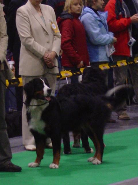 Wszystkie zdjęcia są chronione prawami autorskimi. Zaaz kopiowania w jakiej kolwiek postaci. Kontakt do autora dogzone@interia.pl www.DogZone.pl