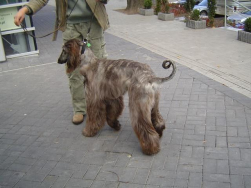 Wszystkie zdjęcia są chronione prawami autorskimi. Zaaz kopiowania w jakiej kolwiek postaci. Kontakt do autora dogzone@interia.pl www.DogZone.pl