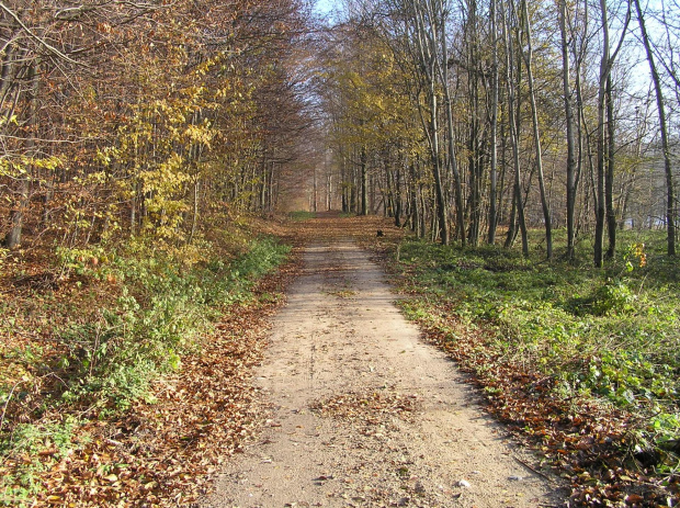 Czerwony szlak rowerowy nad j.Przywidzkim. Świetnie utrzymana droga.