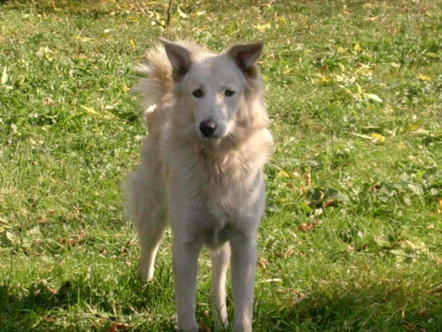 maksiu ma 2 lata jest fajnym pieskiem posłusznym lubi się bawić jest mięszanym z wilczorem .matka była wilczórem a ojciec górskim.maja ma 5 miesięcy lubi figle i psoty jest pudelkiem ,razem lubią się bawić .