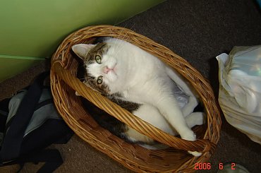 #kot #kotek #kocica #koszyk