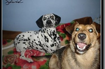 #Czabi #pies #kundelek #dalmat #Figa