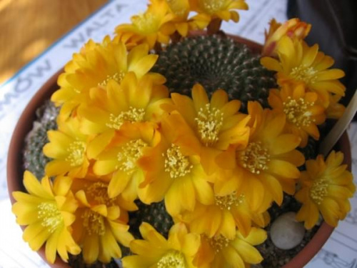 Rebutia marsonierii