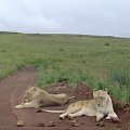 #lwy #lewki #zwierzęta #RPA