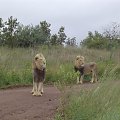 #lwy #lewki #zwierzęta #RPA