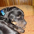 Bruno #rottweiler