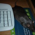 Myszka komputerowa śpi