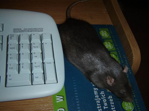 Myszka komputerowa śpi