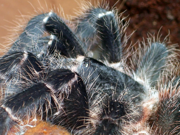 Lasiodora parahybana L8