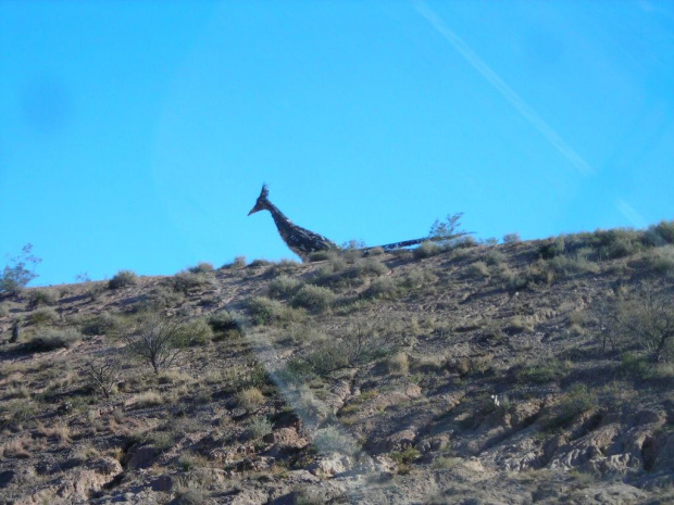 Las Cruces, NM