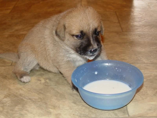 Kejti pije mleczko #PieskiSzczeniaki