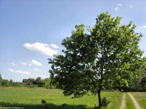 Drzewko :) #Drzewi #ścieżka #lato #wakacje