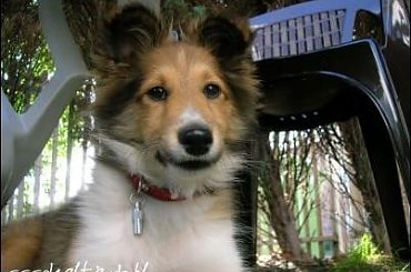 #OwczarekSzetlandzki #sheltie