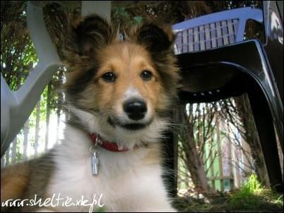 #OwczarekSzetlandzki #sheltie