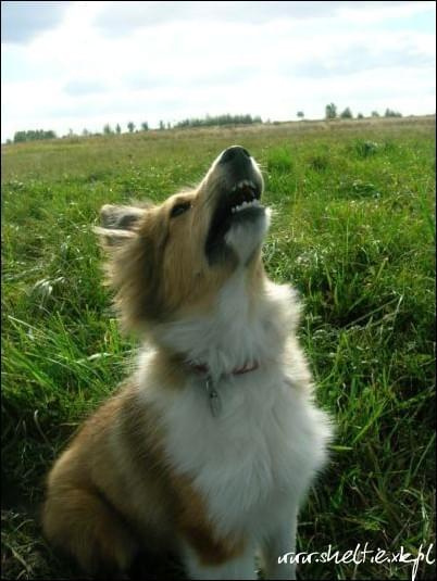 #OwczarekSzetlandzki #sheltie