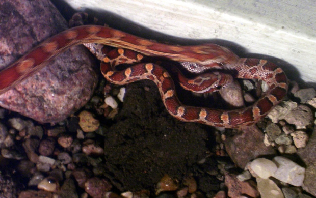 P. guttatus