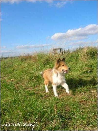 #OwczarekSzetlandzki #sheltie