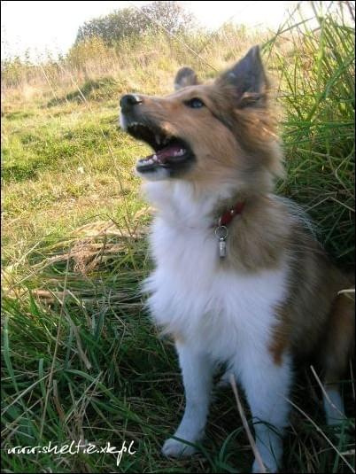 #OwczarekSzetlandzki #sheltie