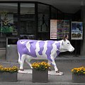 #krowa #warszawa #jerozolimskie