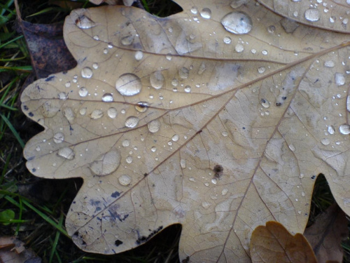#przyroda #liść #jesień #rosa #deszcz #kropla