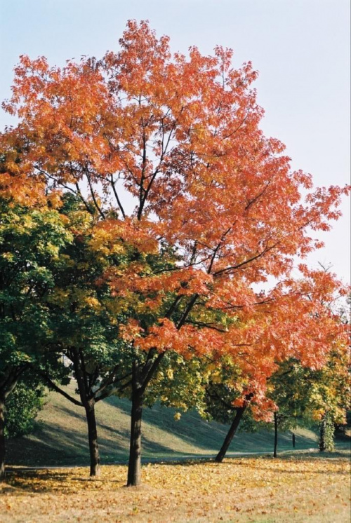 Jesień #jesień #drzewo #przyroda