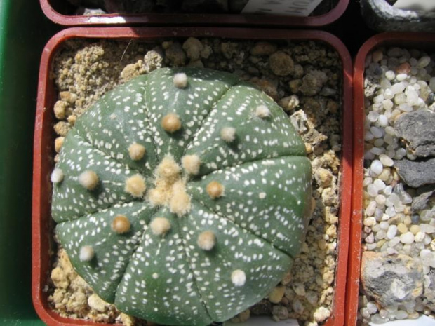 Astrophytum asterias