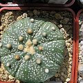 Astrophytum asterias