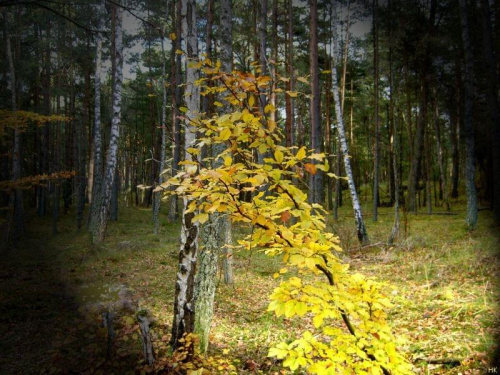jesiennie w moim ukochanym sobieszewskim lesie #przerobki #inaczej