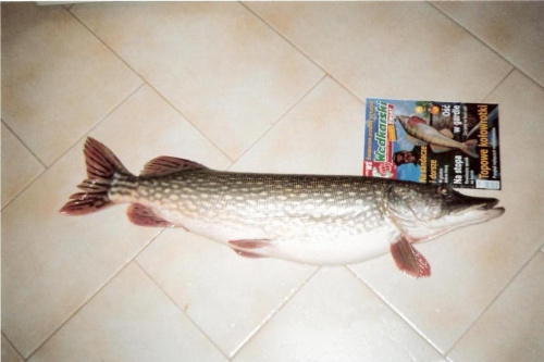 Tutaj widać prawdziwy rozmiar szczupaka. Dł. gazety wynosi 29cm #ryby #wędkarstwo