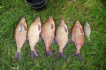 Wrześniowe leszcze #leszcz #ryby #wędkarstwo