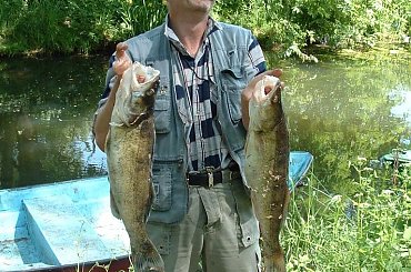 #okoń #ryby #sandacz #wędka