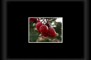 Czerwona ... jarzębina :) #jarzębina #jesień #makro #czerwień #krzewy