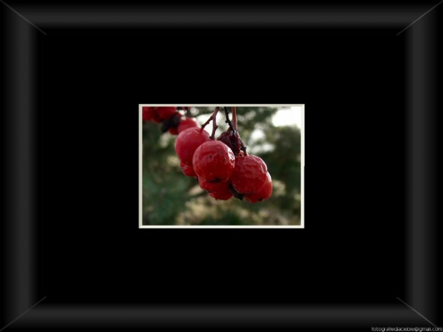 Czerwona ... jarzębina :) #jarzębina #jesień #makro #czerwień #krzewy