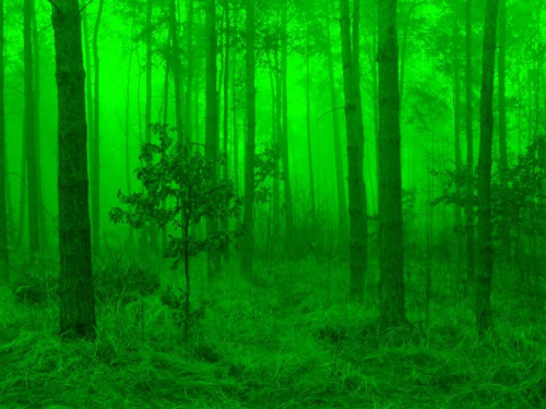 w zielonym lesie