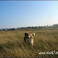 #sheltie